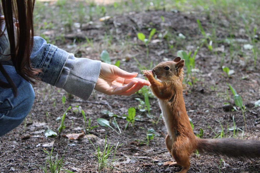 person in blue denim jeans holding brown squirrel during daytime