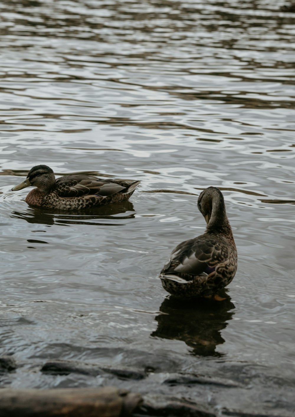 brown duck on water during daytime