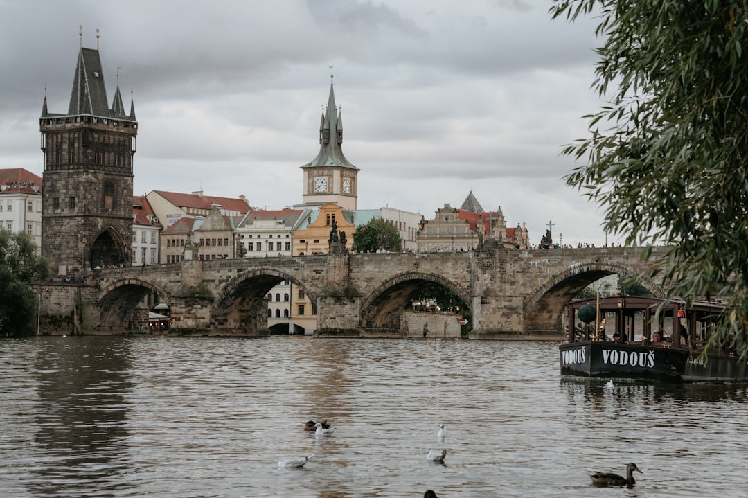 flock of birds on river near bridge during daytime