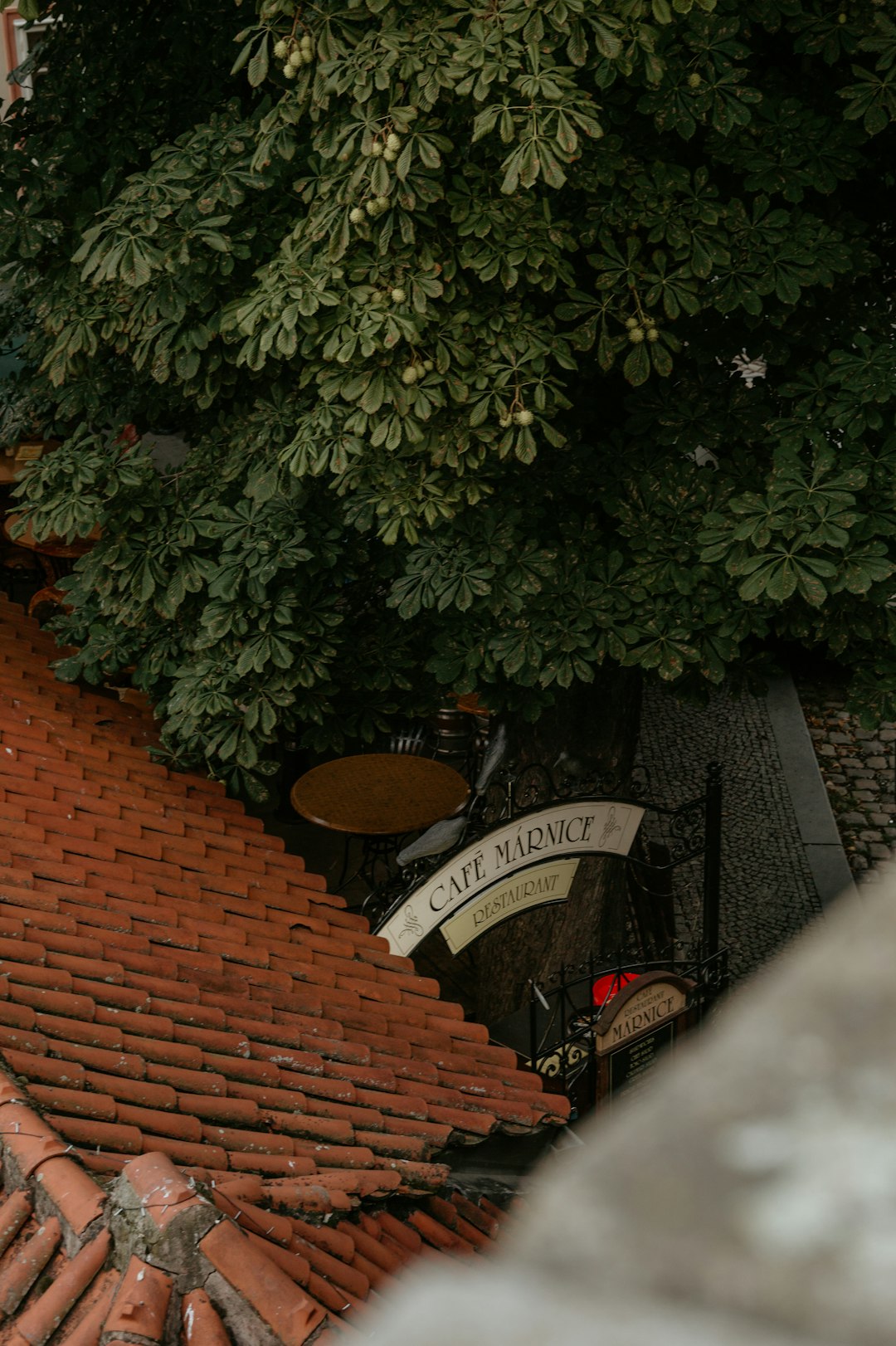 green tree beside brown brick wall