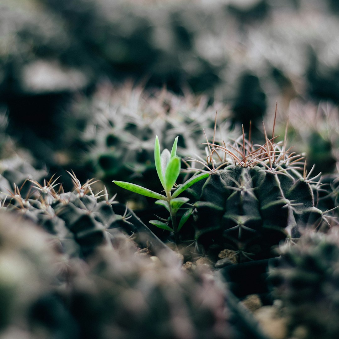 green plant on brown soil