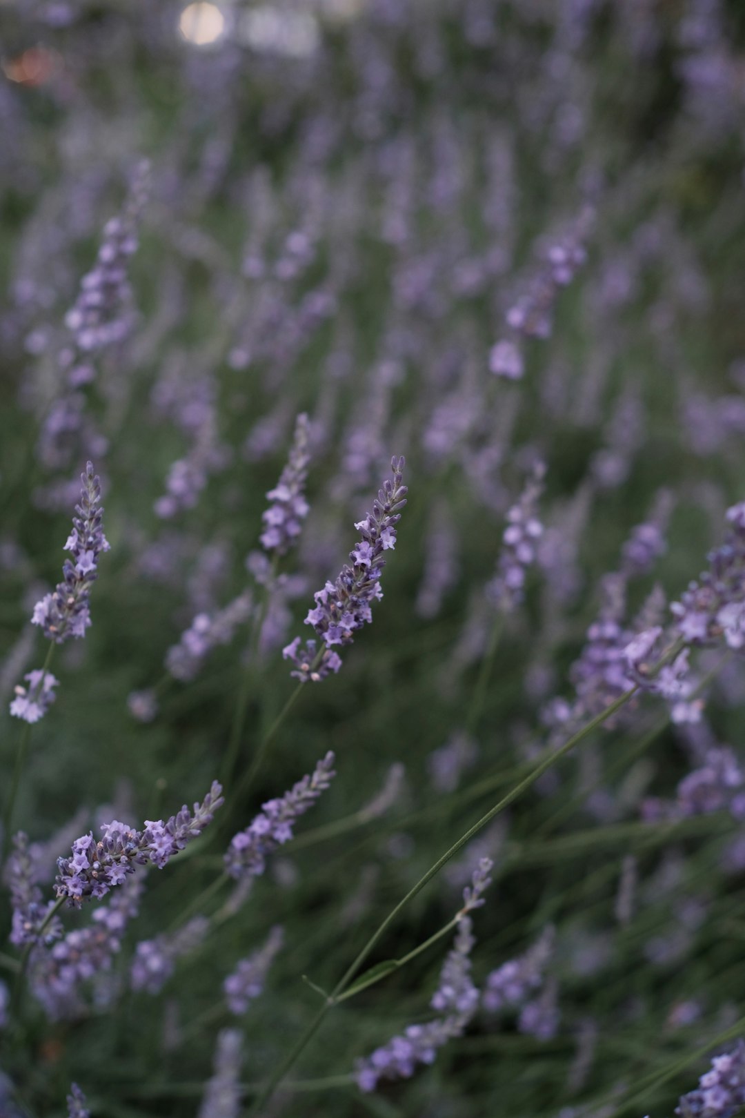 purple flower in tilt shift lens