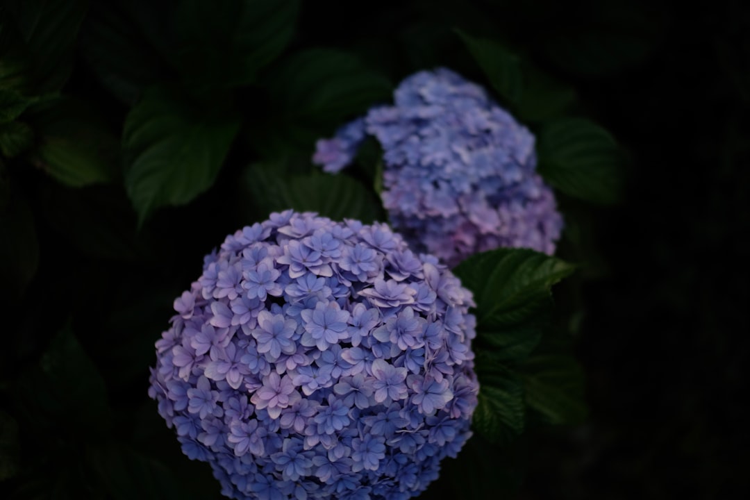 blue hydrangeas in bloom close up photo
