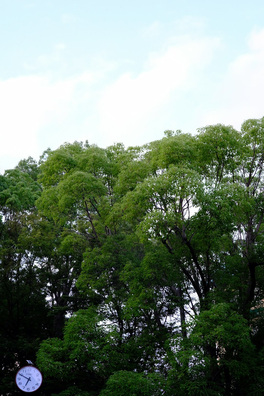 green trees under white sky during daytime