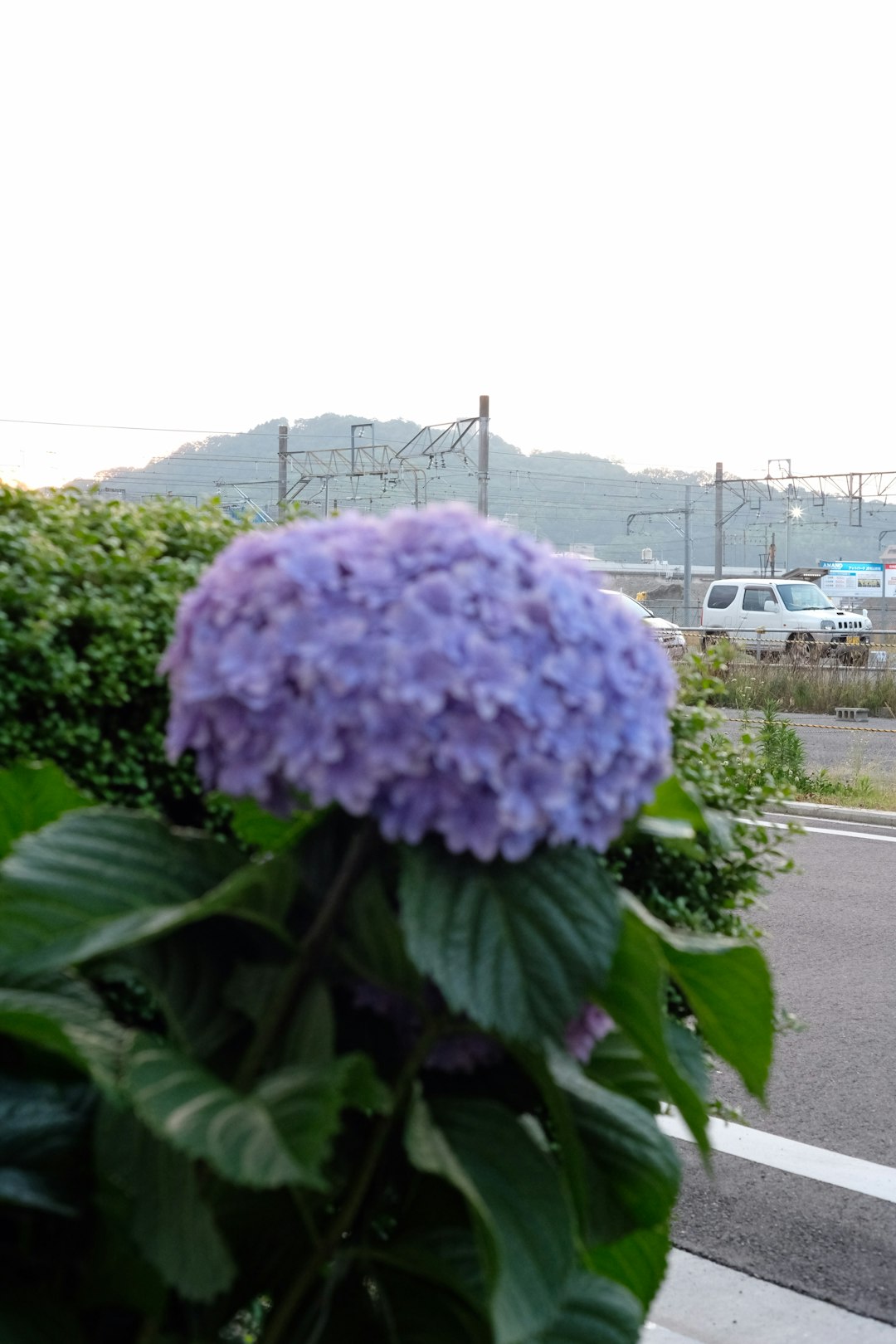 purple flower on green leaves