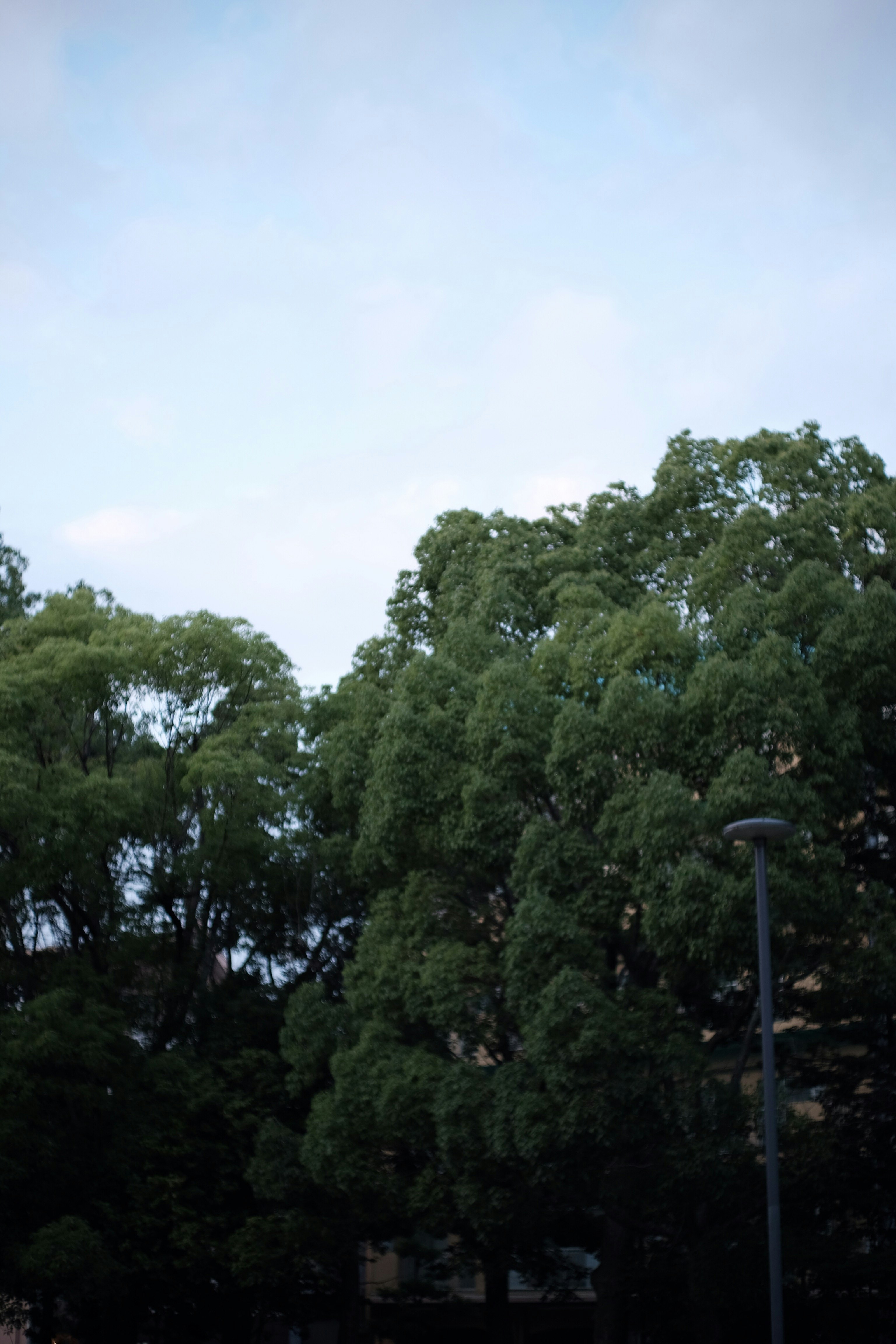 green trees under white sky during daytime