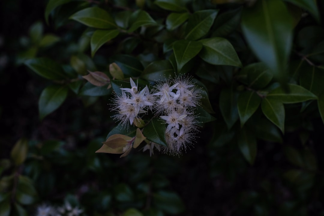 white dandelion in close up photography