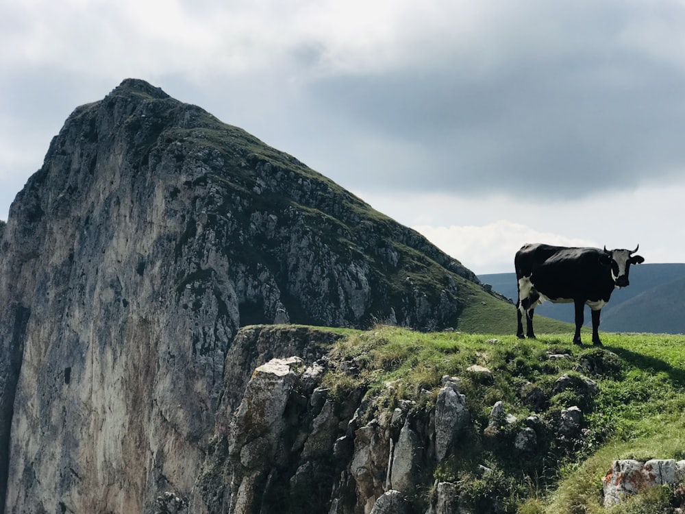 black cow on green grass field near gray rocky mountain during daytime