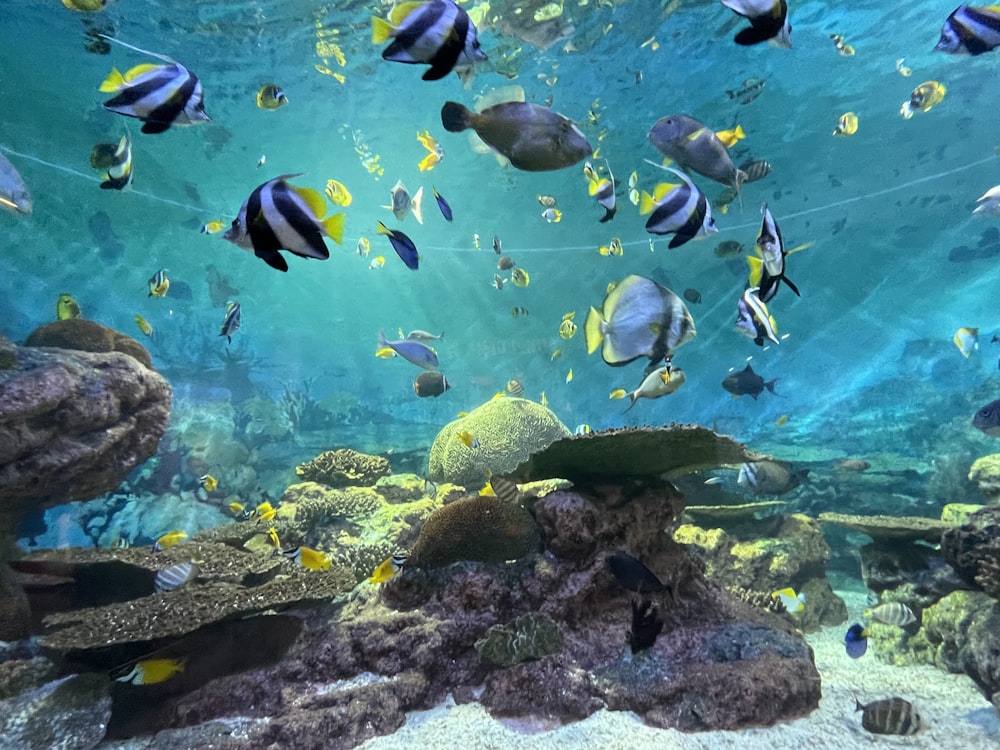 school of fish in fish tank