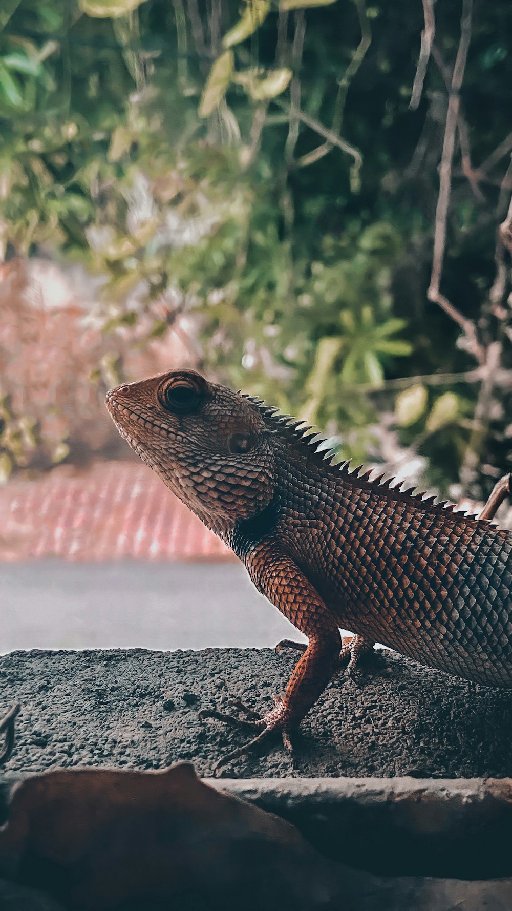 brown and black bearded dragon on gray concrete surface