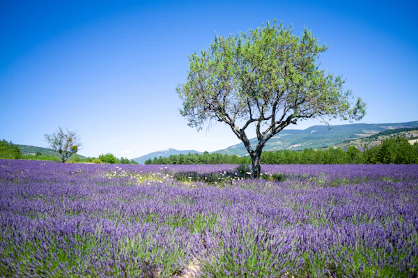 Lavender fields with mountains