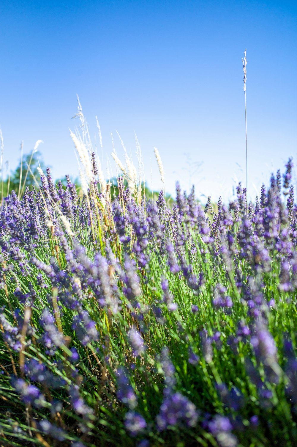 Campo de flores púrpuras bajo el cielo azul durante el día