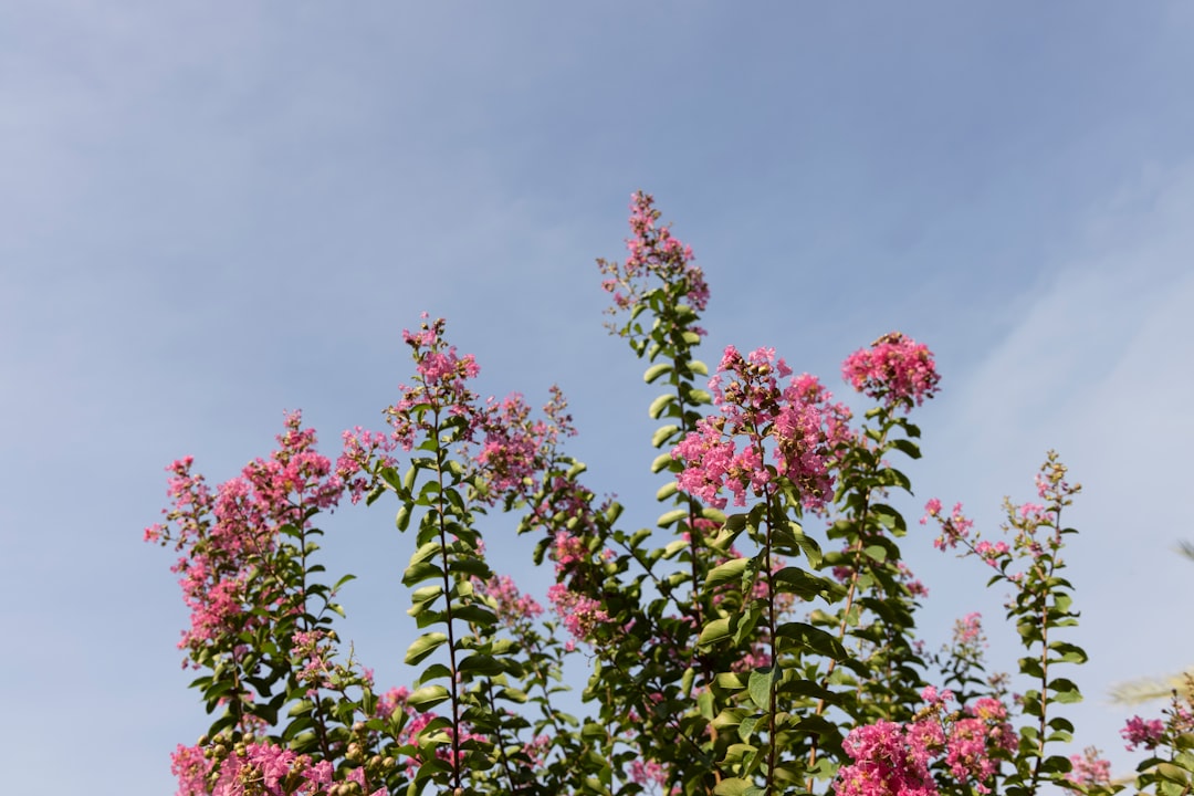 pink flowers with green leaves under blue sky