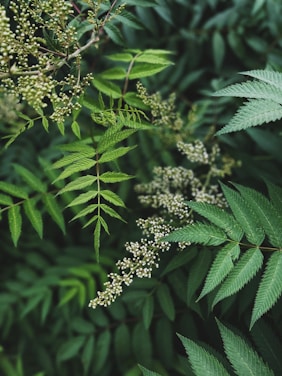 white flowers with green leaves