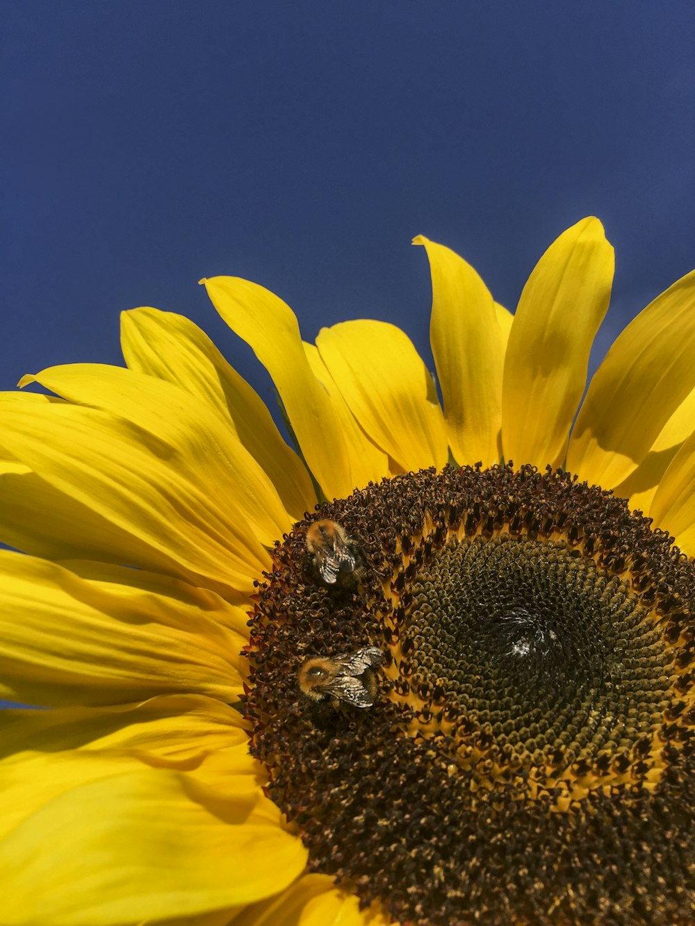 yellow sunflower in close up photography