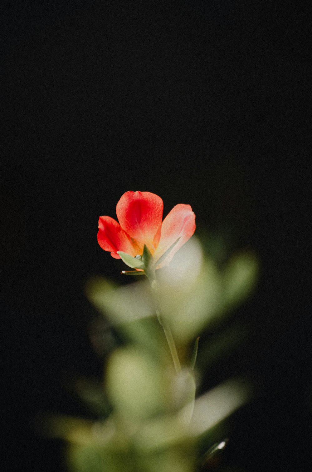 flor roja y blanca en fotografía de primer plano