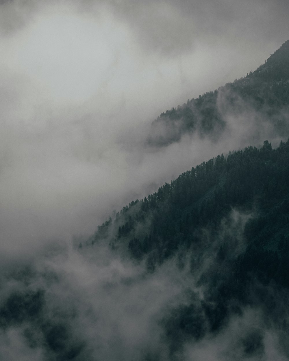 green trees on mountain covered with fog