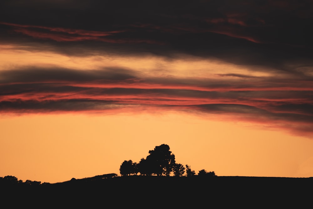 silhueta da árvore durante o pôr do sol