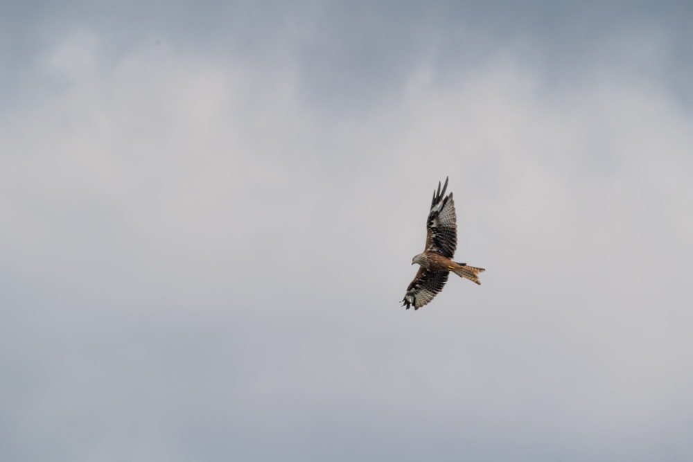 pájaro blanco y negro que vuela bajo nubes blancas durante el día