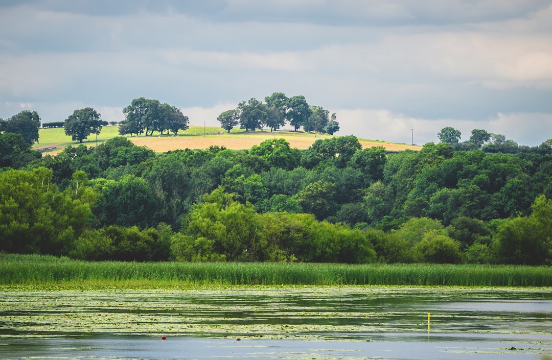 green trees near river during daytime