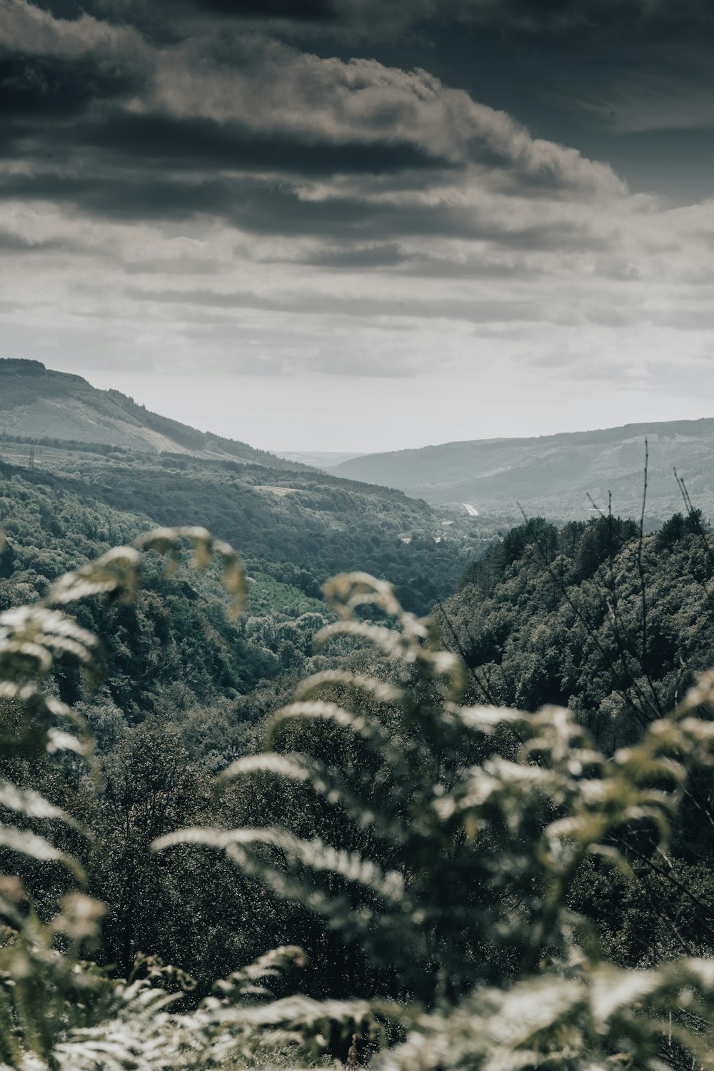 green plants on mountain during daytime