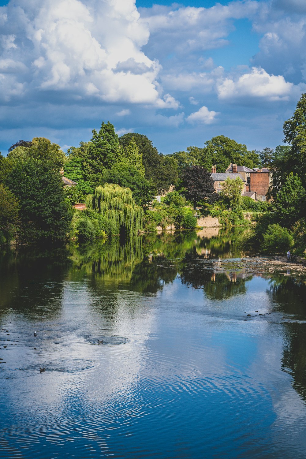 Grüne Bäume am Fluss unter blauem Himmel während des Tages