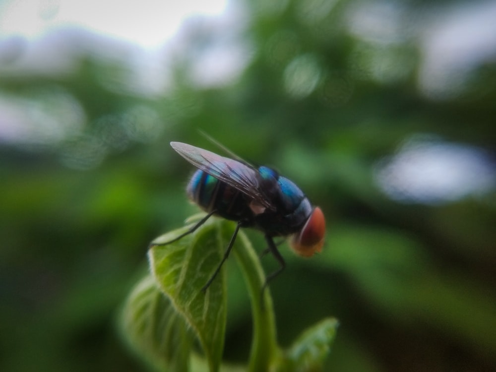 blue and black fly perched on green leaf in close up photography during daytime