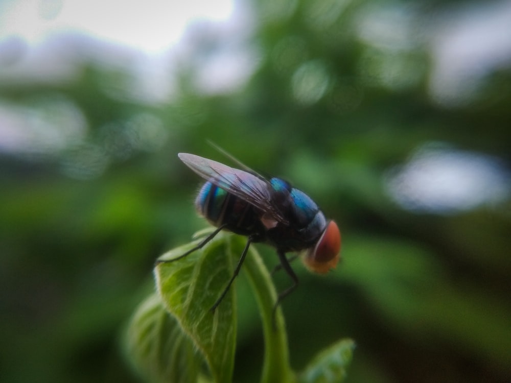 blue and green fly perched on green leaf in close up photography during daytime