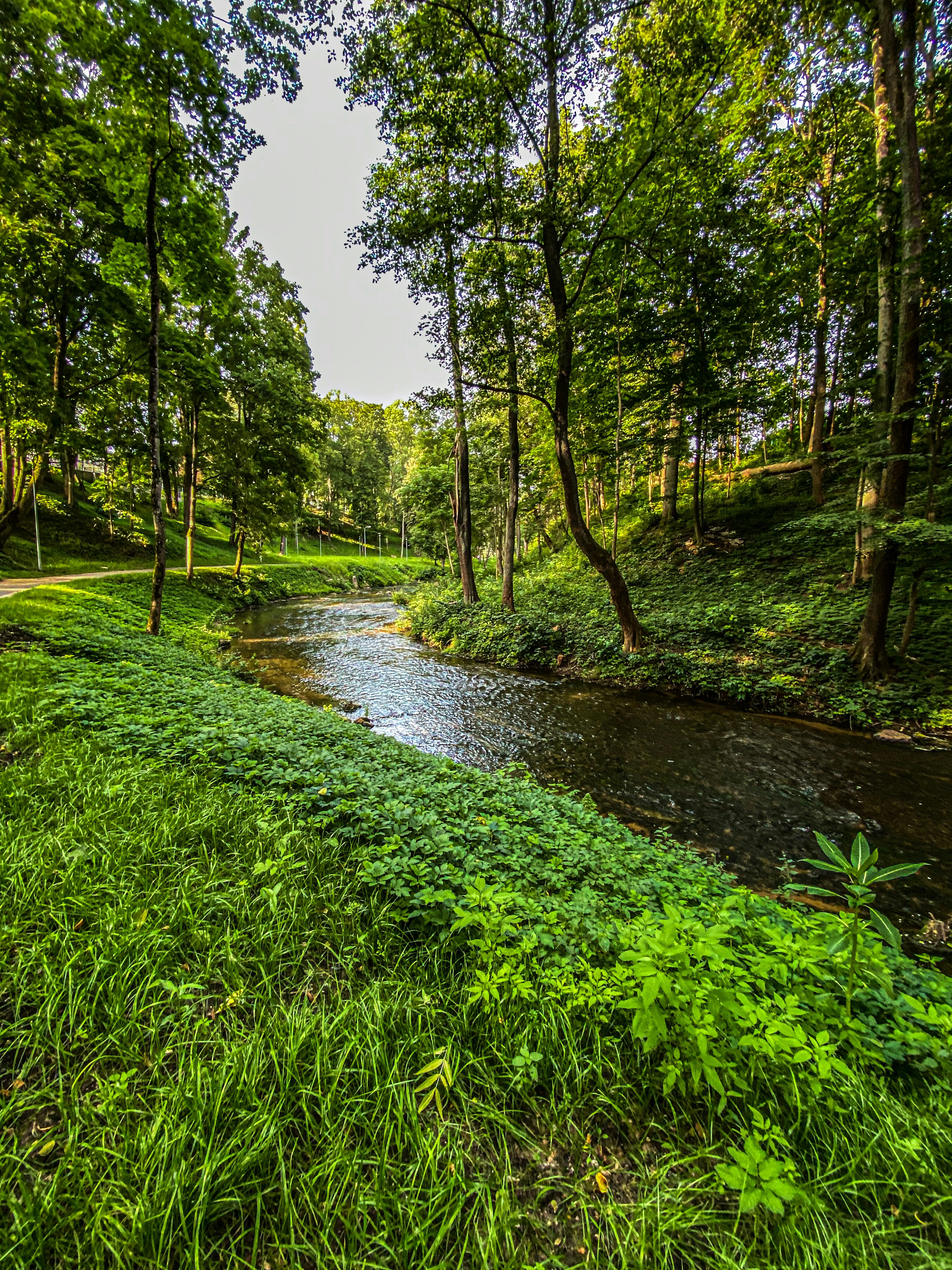 Green grass and trees beside river during daytime photo – Free Forest ...