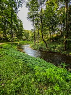green grass and trees beside river during daytime