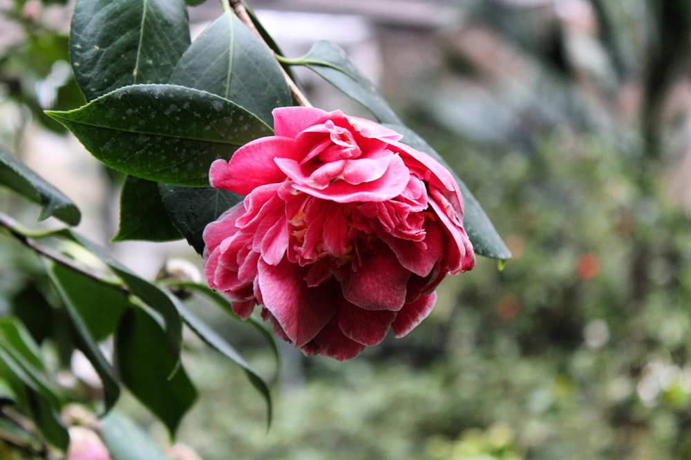 pink rose in bloom during daytime