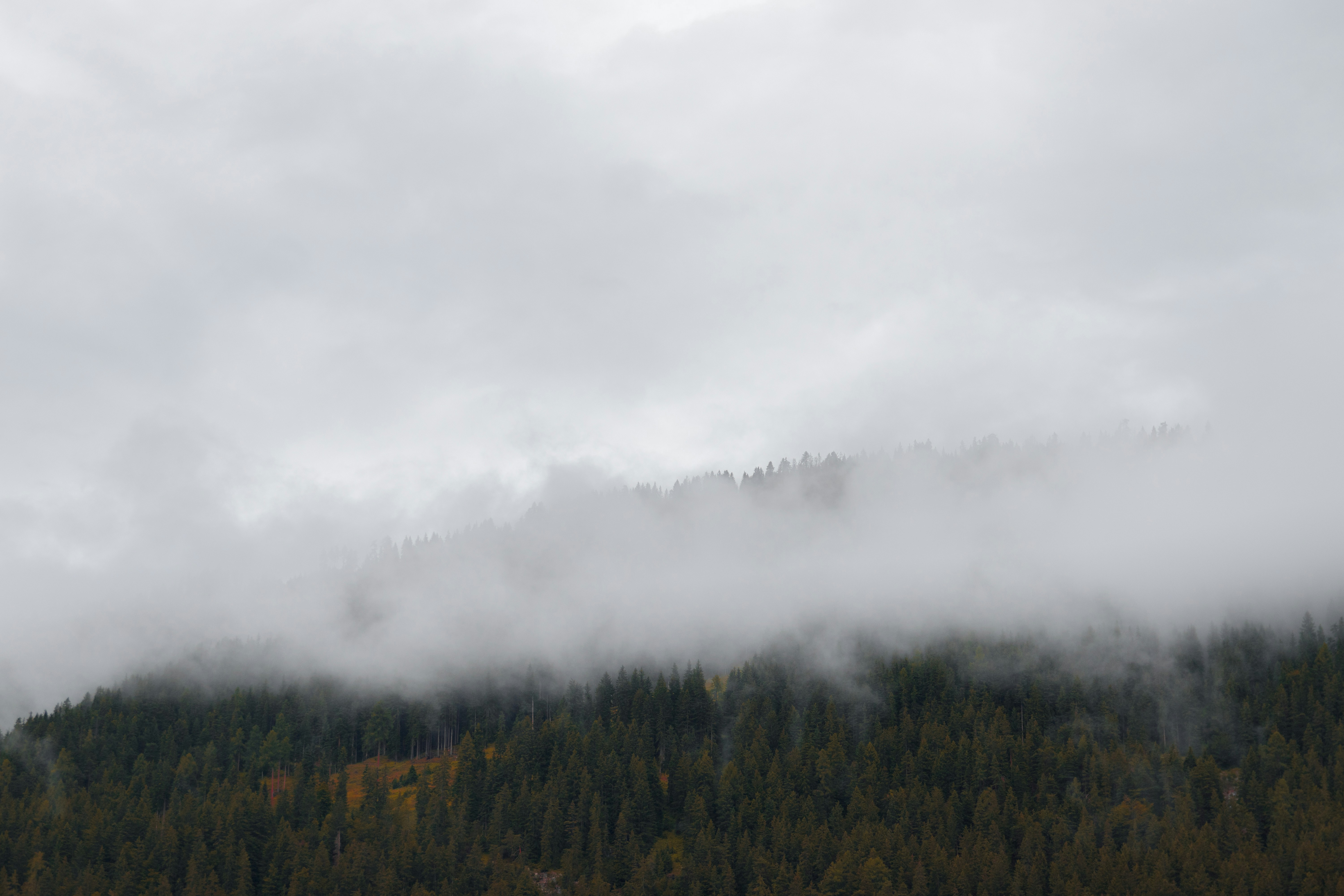 green trees covered with fog