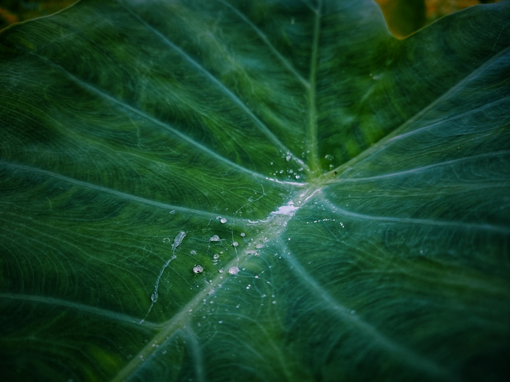 water droplets on green leaf