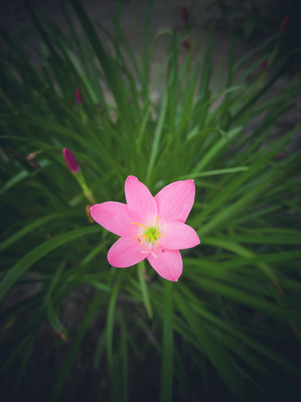 pink flower in tilt shift lens