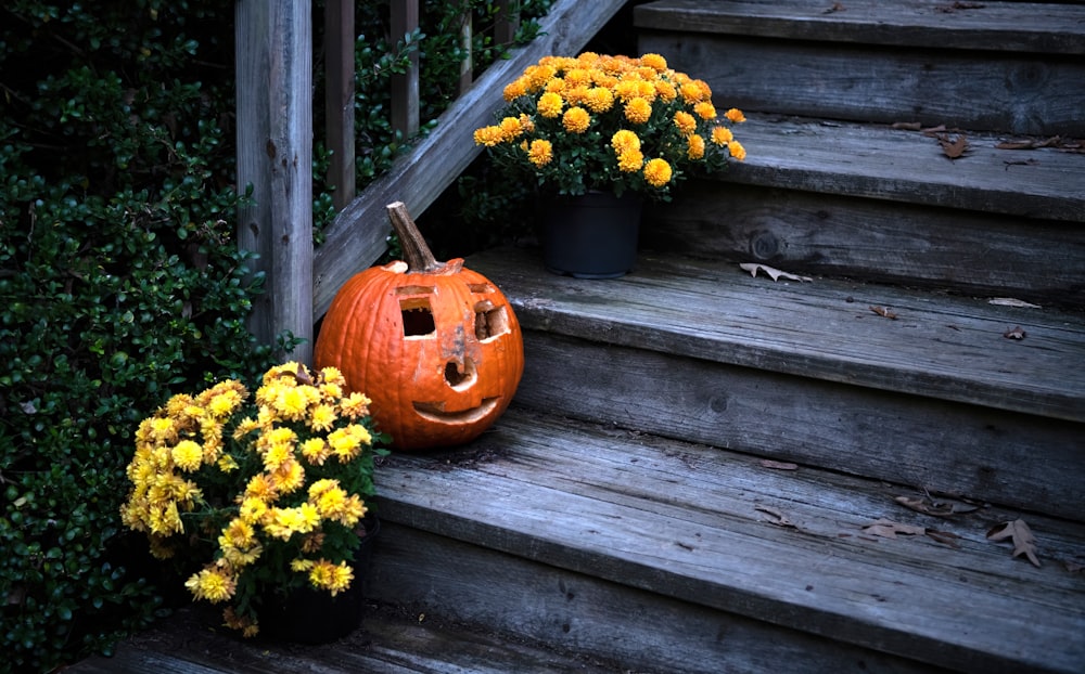 yellow flowers on brown wooden fence