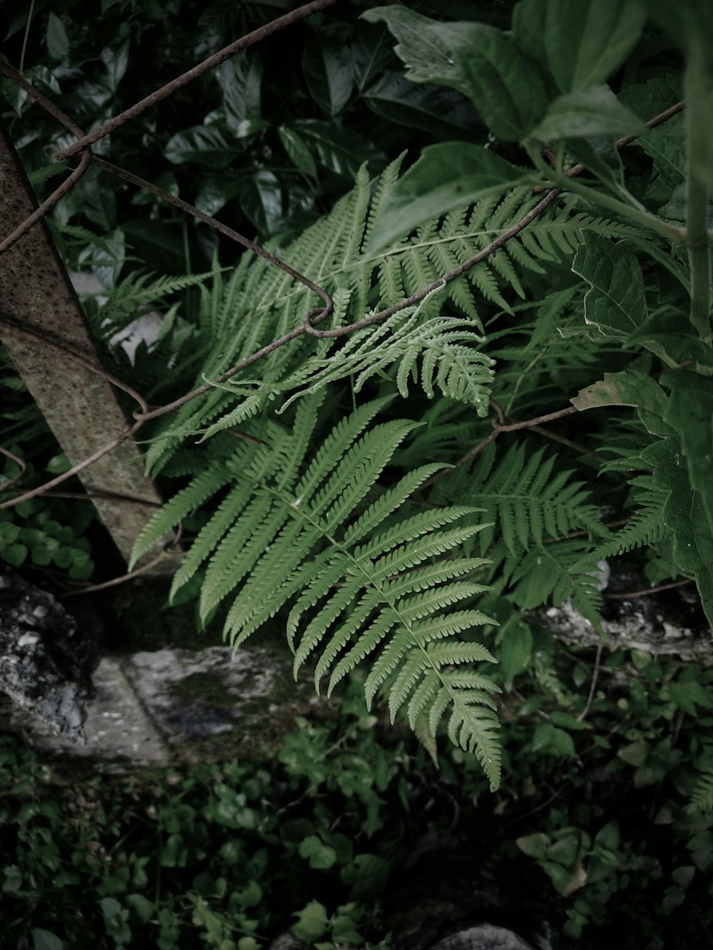 green fern plant on gray rock