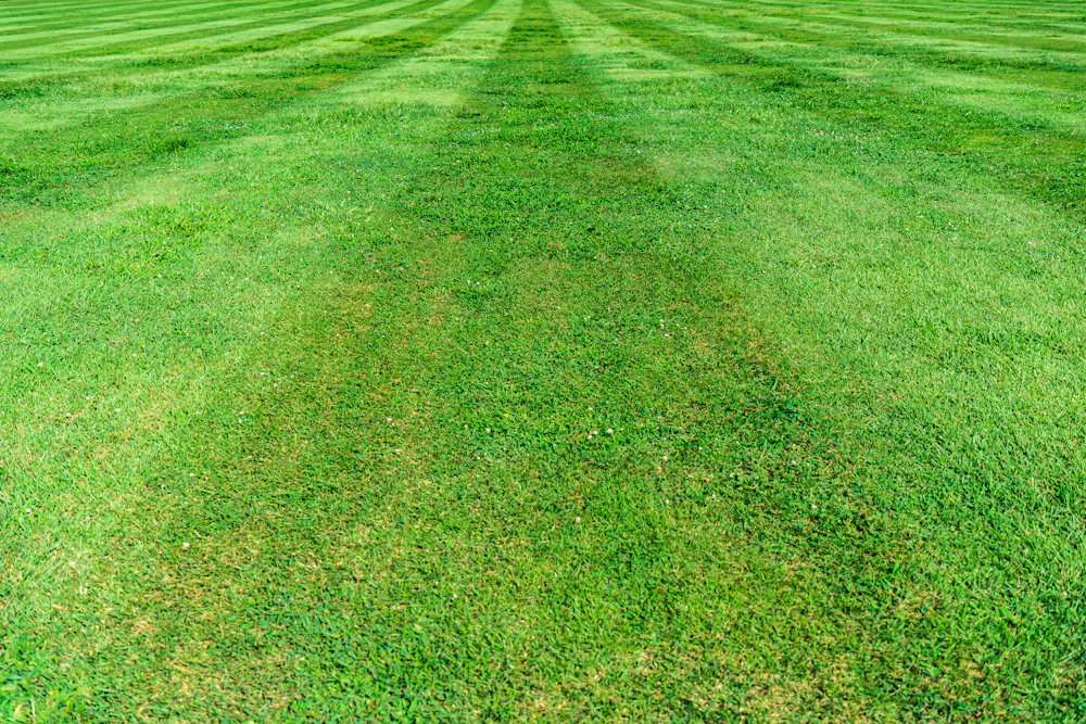 Sod Installation & Grading