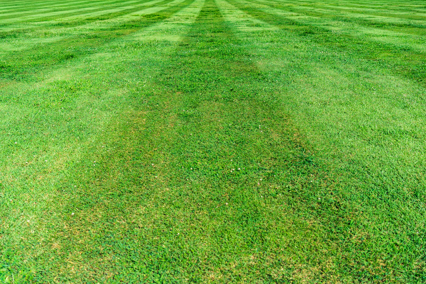 Healthy green Central Florida lawn maintained on the county watering schedule