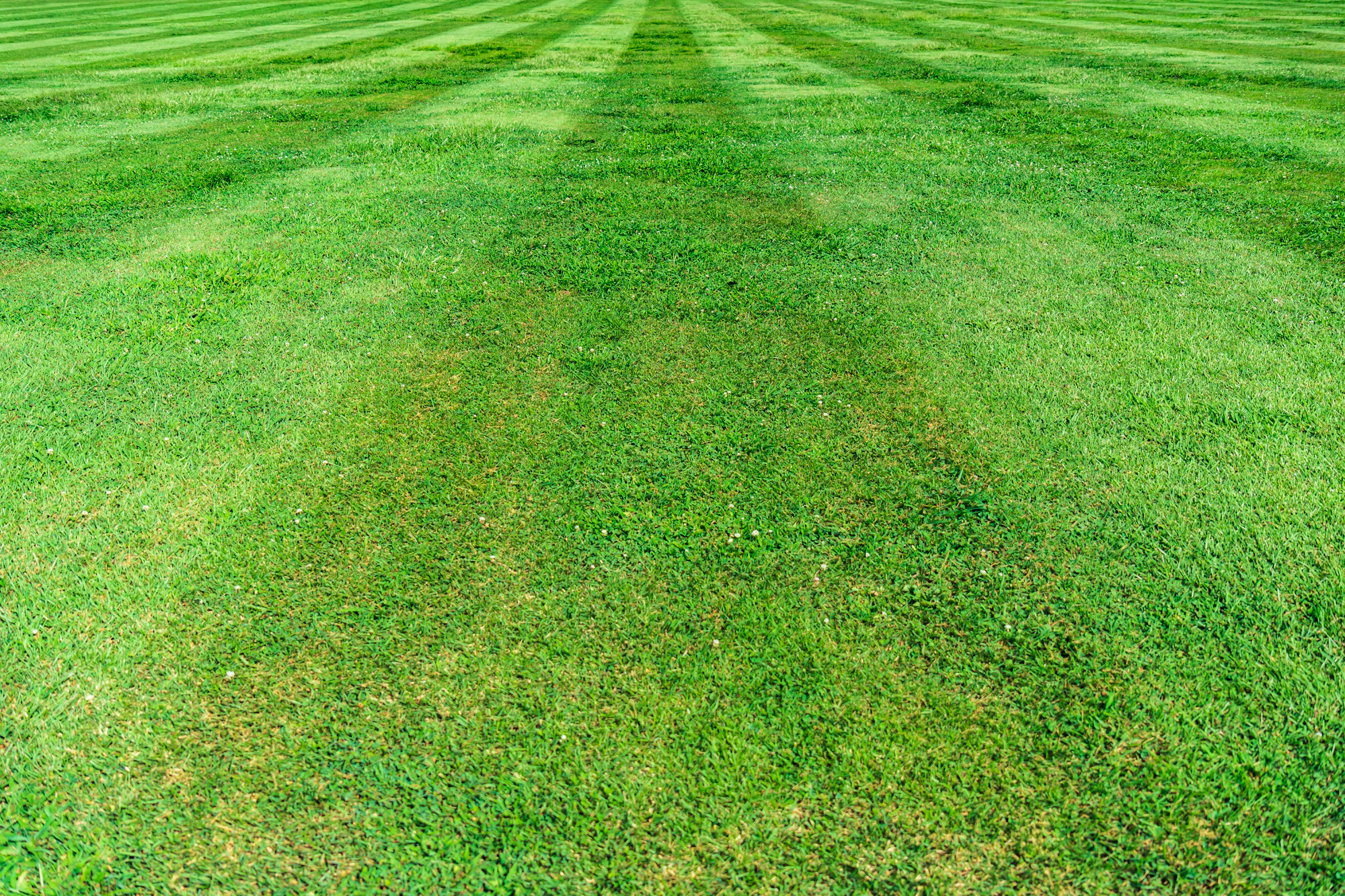 Freshly mowed green lawn with clean mowing stripes in Greenville, South Carolina