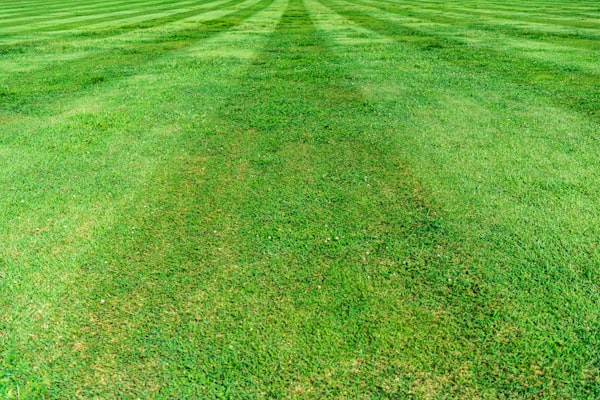 Trimmed green grass lawn close up