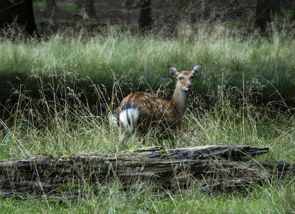 brown and white deer on green grass field during daytime