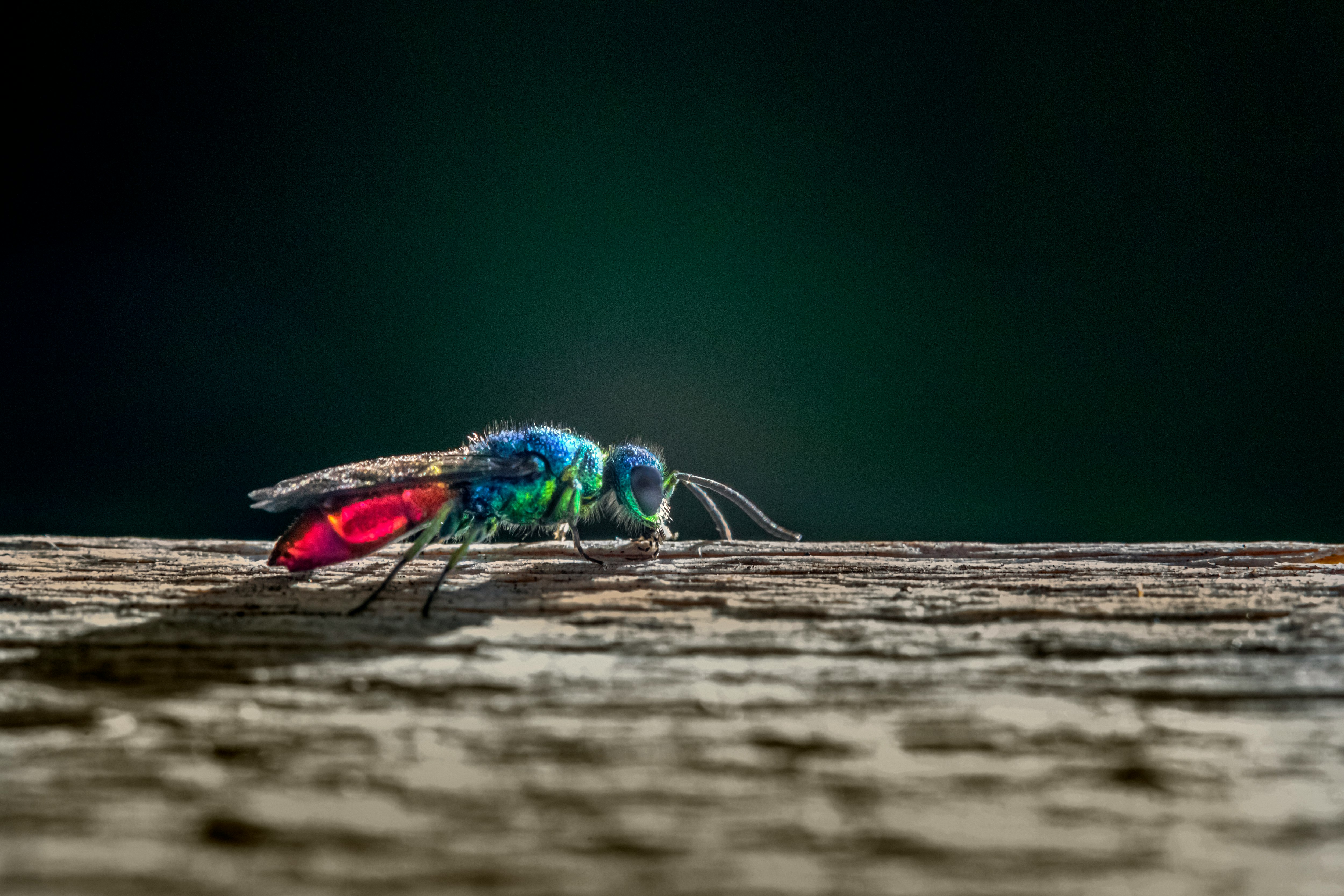 green and brown insect on brown wooden surface