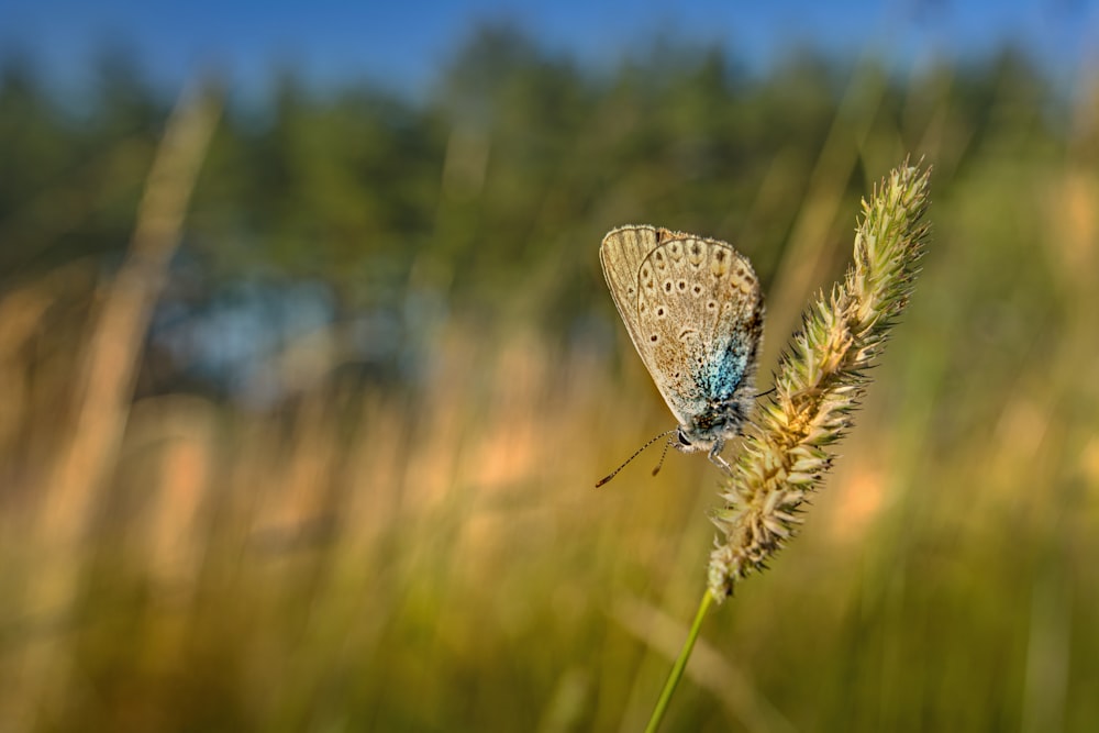 blue and white butterfly perched on brown flower in close up photography during daytime