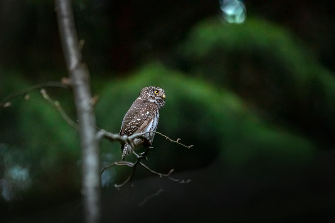 brown and white bird on tree branch