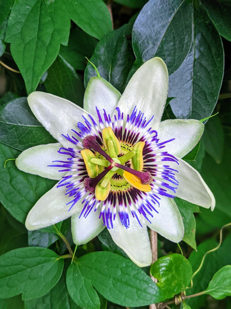 Passionfruit flower in close-up showing the intricate corona filaments — these dramatic blooms need the right pollination to set fruit