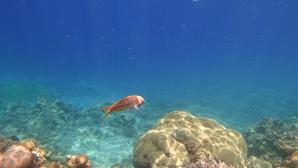 orange and white fish on coral reef