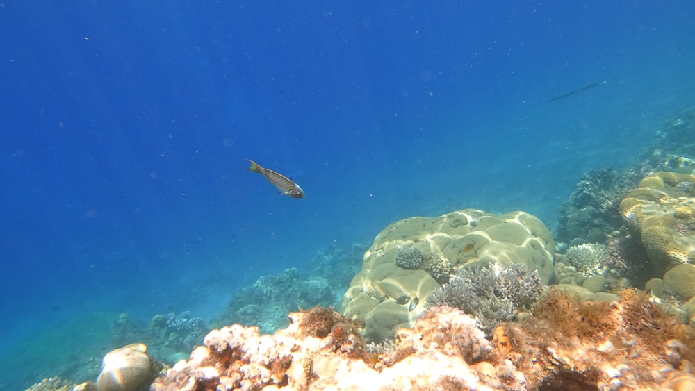 Graue und schwarze Fische unter Wasser