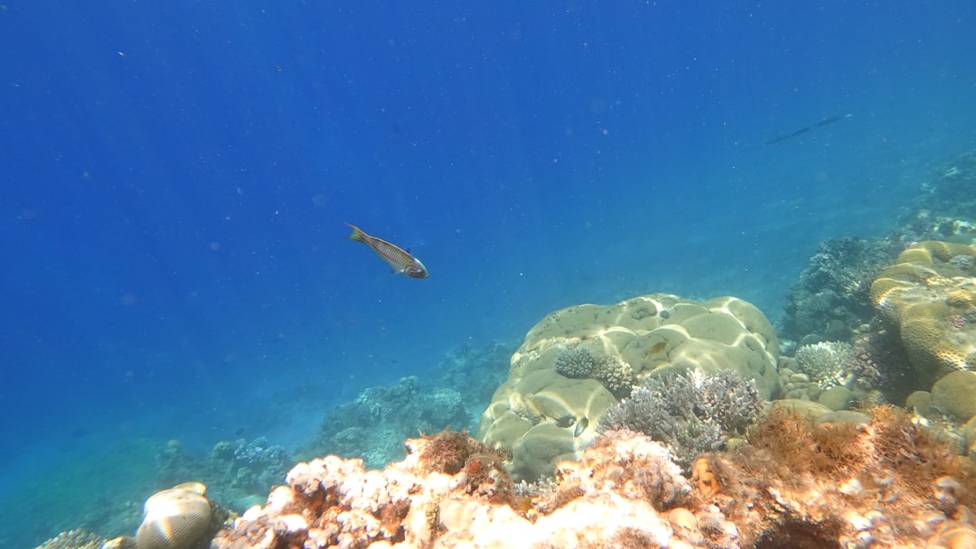 gray and black fish under water