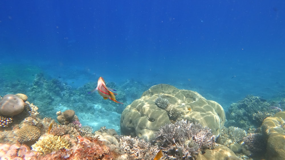 orange and white fish in water