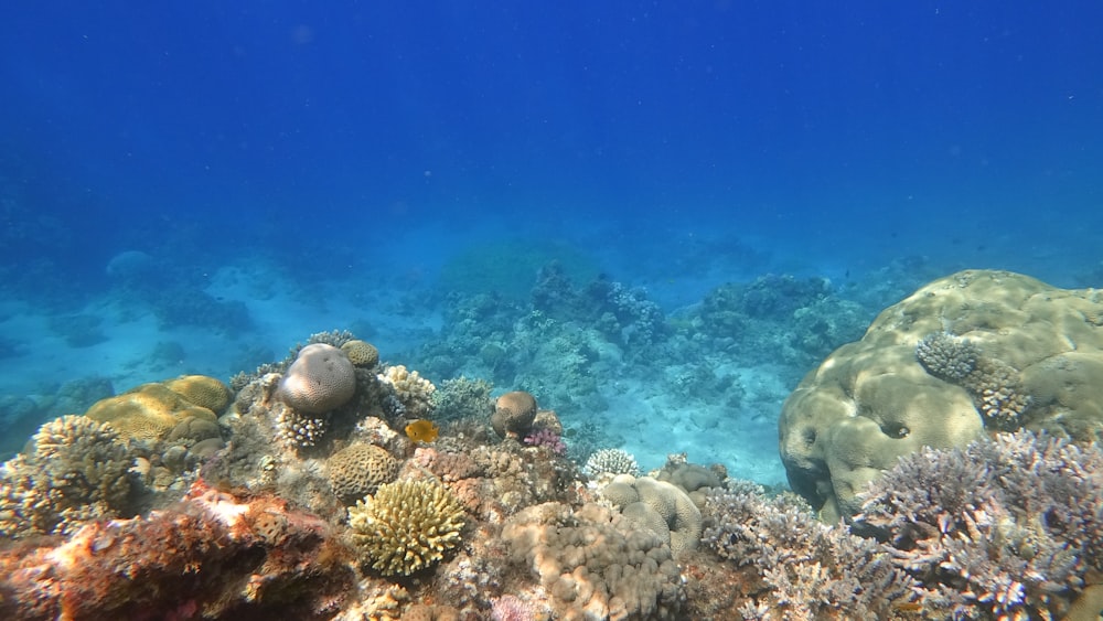 Graue und weiße Meeresschildkröte unter Wasser